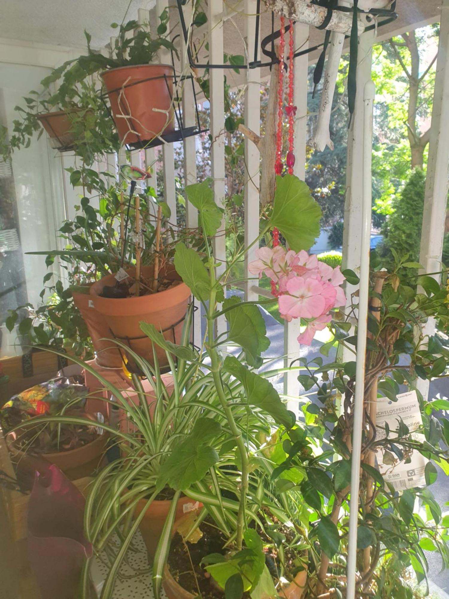 Libros Y Plantas A 5 Minutos Del Centro En Bus Apartment Madrid Exterior photo